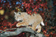 Bobcat Walks On Branch Through Hawthorn In Autumn Wall Mural