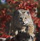 Bobcat Walks Along Branch Through Red Leaves Of A Hawthorn In Autumn Wall Mural