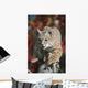 Bobcat Walks Along Branch Through Red Leaves Of A Hawthorn In Autumn Wall Mural