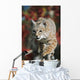 Bobcat Walks Along Branch Through Red Leaves Of A Hawthorn In Autumn Wall Mural