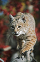 Bobcat Walks Along Branch Through Red Leaves Of A Hawthorn In Autumn Wall Mural