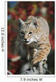 Bobcat Walks Along Branch Through Red Leaves Of A Hawthorn In Autumn Wall Mural