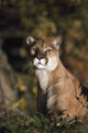 Portrait Of Mountain Lion Wall Mural