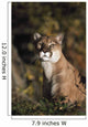 Portrait Of Mountain Lion Wall Mural