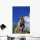 Young Mountain Lion Looks Down From Rock Outcrop Wall Mural