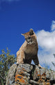 Young Mountain Lion Looks Down From Rock Outcrop Wall Mural