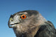 Cooper's Hawk Wall Mural