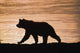 Young Grizzly Bear Walks Along Edge Of Lake At Sunset Wall Mural