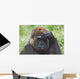 Western Gorilla Portrait With Finger On Brow As If Thinking, Africa Wall Mural
