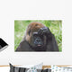 Western Gorilla Portrait With Finger On Brow As If Thinking, Africa Wall Mural