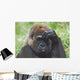 Western Gorilla Portrait With Finger On Brow As If Thinking, Africa Wall Mural