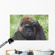 Western Gorilla Portrait With Finger On Brow As If Thinking, Africa Wall Mural