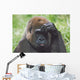Western Gorilla Portrait With Finger On Brow As If Thinking, Africa Wall Mural