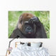 Western Gorilla Portrait With Finger On Brow As If Thinking, Africa Wall Mural