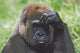 Western Gorilla Portrait With Finger On Brow As If Thinking, Africa Wall Mural