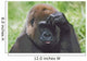 Western Gorilla Portrait With Finger On Brow As If Thinking, Africa Wall Mural
