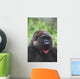 Western Gorilla Yawning, Africa Wall Mural