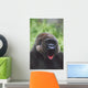 Western Gorilla Yawning, Africa Wall Mural