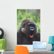 Western Gorilla Yawning, Africa Wall Mural