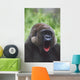 Western Gorilla Yawning, Africa Wall Mural