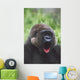 Western Gorilla Yawning, Africa Wall Mural