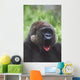 Western Gorilla Yawning, Africa Wall Mural