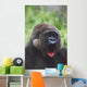 Western Gorilla Yawning, Africa Wall Mural