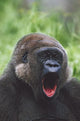 Western Gorilla Yawning, Africa Wall Mural