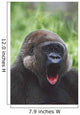 Western Gorilla Yawning, Africa Wall Mural