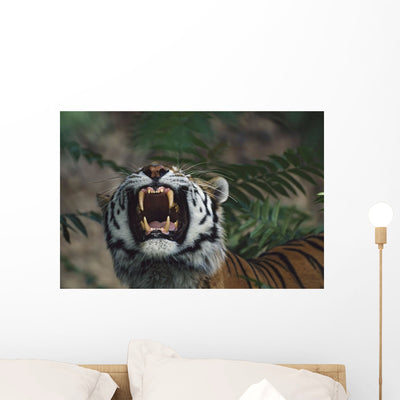 Siberian Tiger Bares Fangs Wall Mural shown on a wall