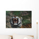 Siberian Tiger Bares Fangs Wall Mural