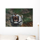 Siberian Tiger Bares Fangs Wall Mural