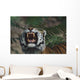 Siberian Tiger Bares Fangs Wall Mural