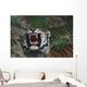 Siberian Tiger Bares Fangs Wall Mural