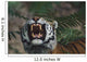 Siberian Tiger Bares Fangs Wall Mural