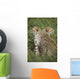 Young Cheetahs In Grassland Habitat, Africa Wall Mural