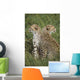 Young Cheetahs In Grassland Habitat, Africa Wall Mural