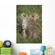 Young Cheetahs In Grassland Habitat, Africa Wall Mural