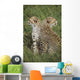 Young Cheetahs In Grassland Habitat, Africa Wall Mural