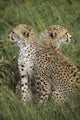 Young Cheetahs In Grassland Habitat, Africa Wall Mural