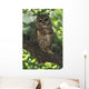 Mexican Spotted Owl On Perch In Gambel Oak Wall Mural