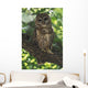 Mexican Spotted Owl On Perch In Gambel Oak Wall Mural