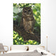 Mexican Spotted Owl On Perch In Gambel Oak Wall Mural