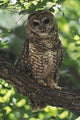 Mexican Spotted Owl On Perch In Gambel Oak Wall Mural