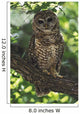 Mexican Spotted Owl On Perch In Gambel Oak Wall Mural
