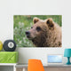 Grizzly Bear Portrait Wall Mural