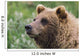 Grizzly Bear Portrait Wall Mural