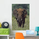 African Elephant, Africa Wall Mural