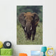 African Elephant, Africa Wall Mural