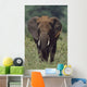 African Elephant, Africa Wall Mural
